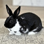 Отдается карликовый кролик с клеткой (фото #1)