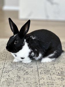 Ära anda kääbusküülik koos puuriga (1 foto / 5)