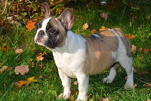 Prantsuse buldog (8 foto / 10)