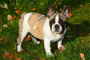 Prantsuse buldog (10 foto / 10)
