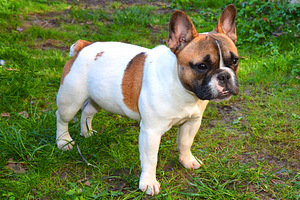 Французский бульдог (3 фото из 10)