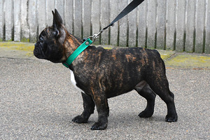 Prantsuse buldog (2 foto / 8)