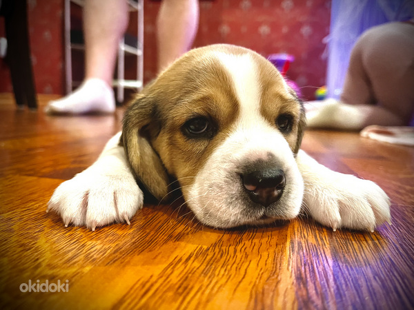 Beagle kutsikad (foto #7)