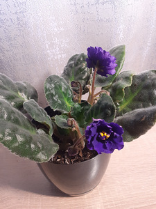 Kannike Shanson sport (2 foto / 3)