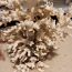 Korall (foto #1)