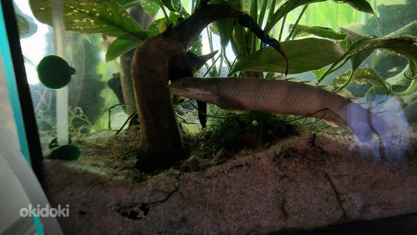 полиптерус сенегальский – длина 17 см. (фото #2)