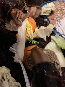 Aafrika hiidteod (Achatina Immaculata.) (2 foto / 3)