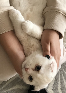 Шотландский вислоухий-котик (8 фото из 8)