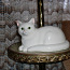 Фарфоровый кот (foto #3)