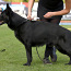 Черные щенки немецкой овчарки (фото #3)