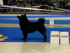 Kucēni schipperke (2 foto no 3)