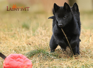 Schipperke (2 valokuva sivusta 3)