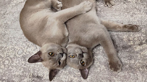 Burmese cat (5 valokuva sivusta 5)