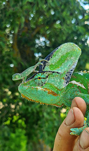 Jeemeni kameeleonid (3 foto / 6)