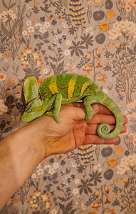 Jeemeni kameeleonid (5 foto / 6)