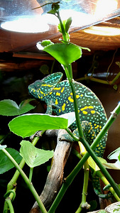 Jeemeni kameeleonid (6 foto / 6)