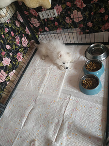 Передержка собак (3 фото из 10)