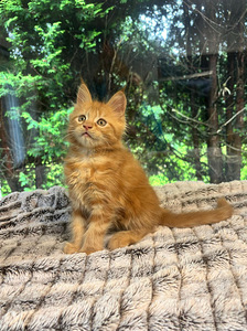 Maine coon emane kassipoeg (7 foto / 7)