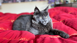 Maine Coon (3 foto / 8)