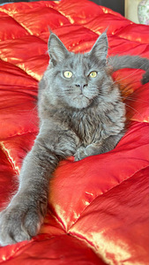 Maine Coon (1 foto / 8)