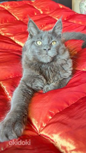 Maine Coon