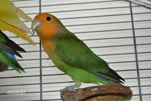 Молодой попугай (фото #2)