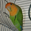 Noor papagoi (foto #1)