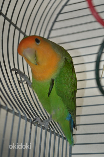 Noor papagoi (foto #1)