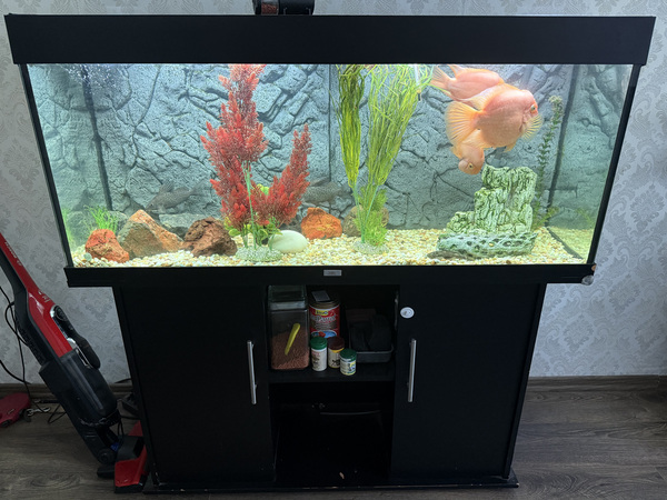 Müüa 250l akvaarium koos kaladega.