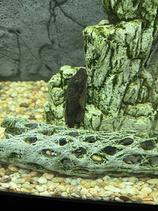Müüa 250l akvaarium koos kaladega. (7 фото из 7)
