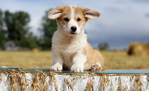 Pembroke welsh corgi kutsikad (3 foto / 6)