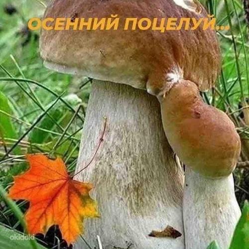 Сушёные белые грибы и сушёные подосиновики 5 евро 100 грам (фото #1)