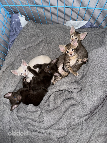 Oriental Kassipojad Kittens Oriental (foto #2)