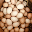 Домашние куриные яйца (фото #1)