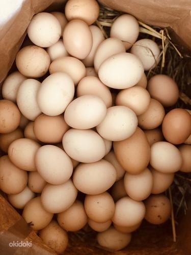 Домашние куриные яйца (фото #1)