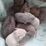 Крысы (фото #3)
