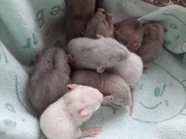 Крысы (фото #3)