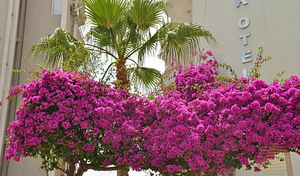 AZKA HOTEL (11 фото из 11)
