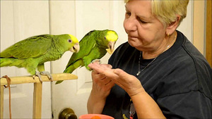 Kollase peaga amazon (1 foto / 3)