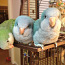 Munk papagoi tibud (foto #3)