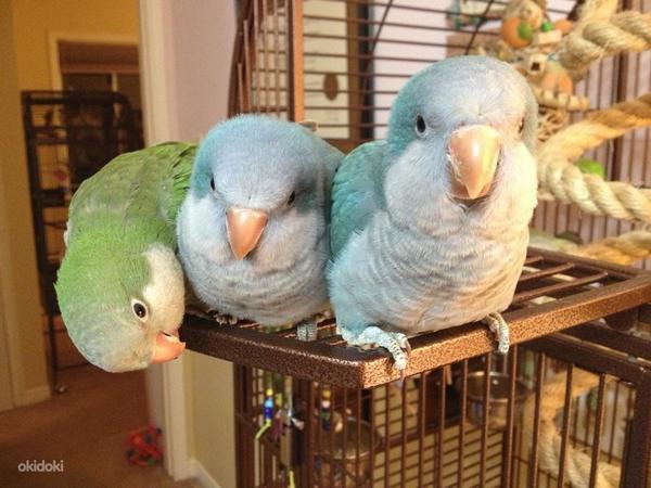 Munk papagoi tibud (foto #3)