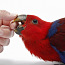 Птенцы Благородного попугая (фото #2)