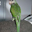Розовогрудый попугай (фото #3)