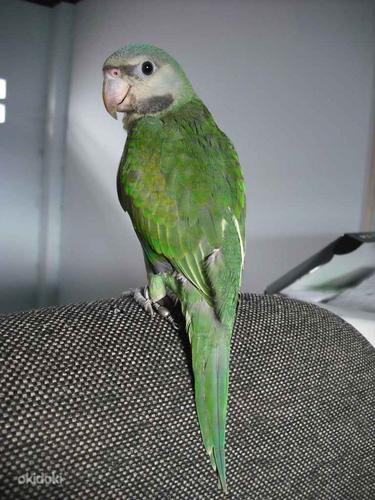Roosa rinnaga papagoi (foto #3)