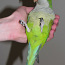 Птенцы попугая-монаха (фото #4)