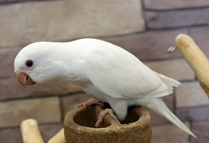 Munk papagoi tibud (3 foto / 9)