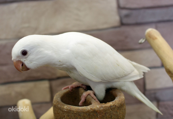 Птенцы попугая-монаха (фото #3)