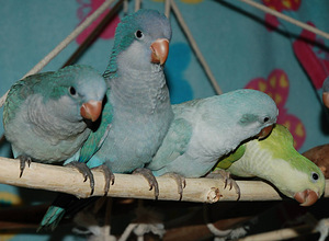 Munk papagoi tibud (9 foto / 9)