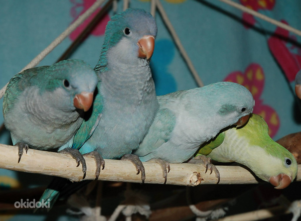 Munk papagoi tibud (foto #9)