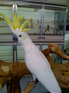 Kakaduu tibu